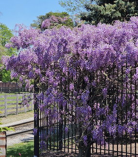 Greenfield Village Wisteria