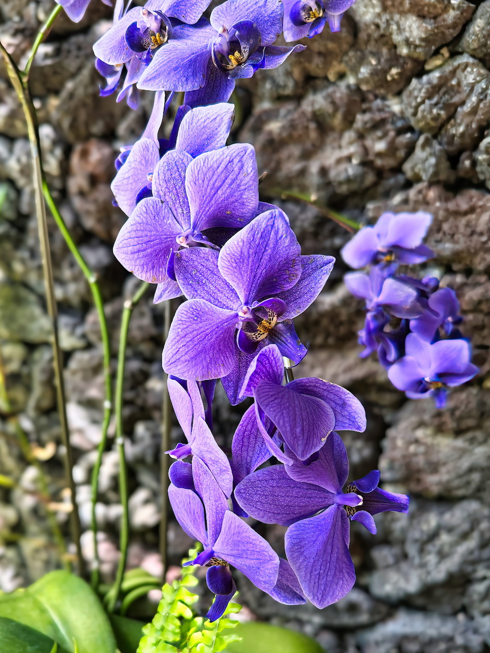Close-up of purple moth orchid blooms in front of a rough stone wall