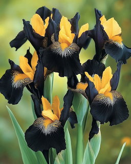 Black and yellow iris flowers with dark petals and bright yellow accents in close-up