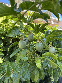 Passionfruit on the Vine