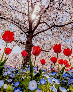 Cherry blossom tree with red tulips and blue flowers below, sunlight streaming through pink petals against blue sky