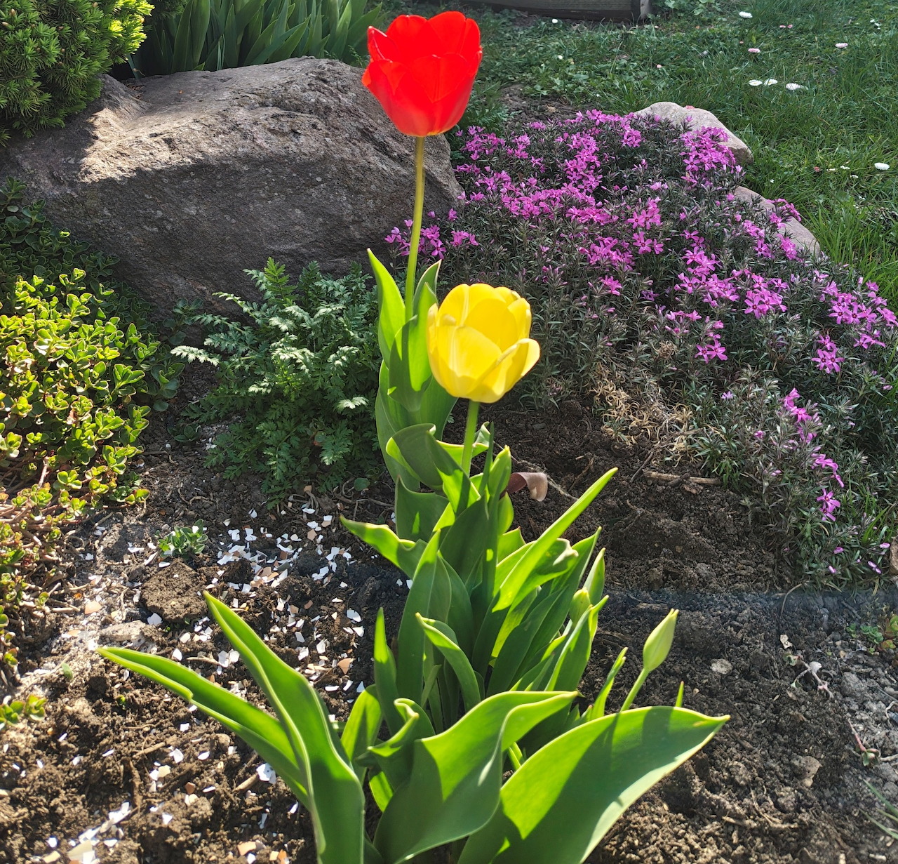 Red Yellow Tulips