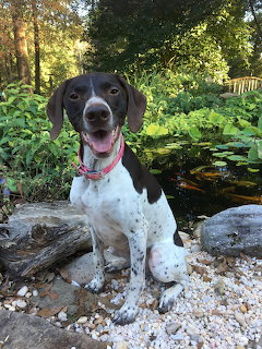 Black and white spotted dog sitting on rocks by a koi pond in a garden