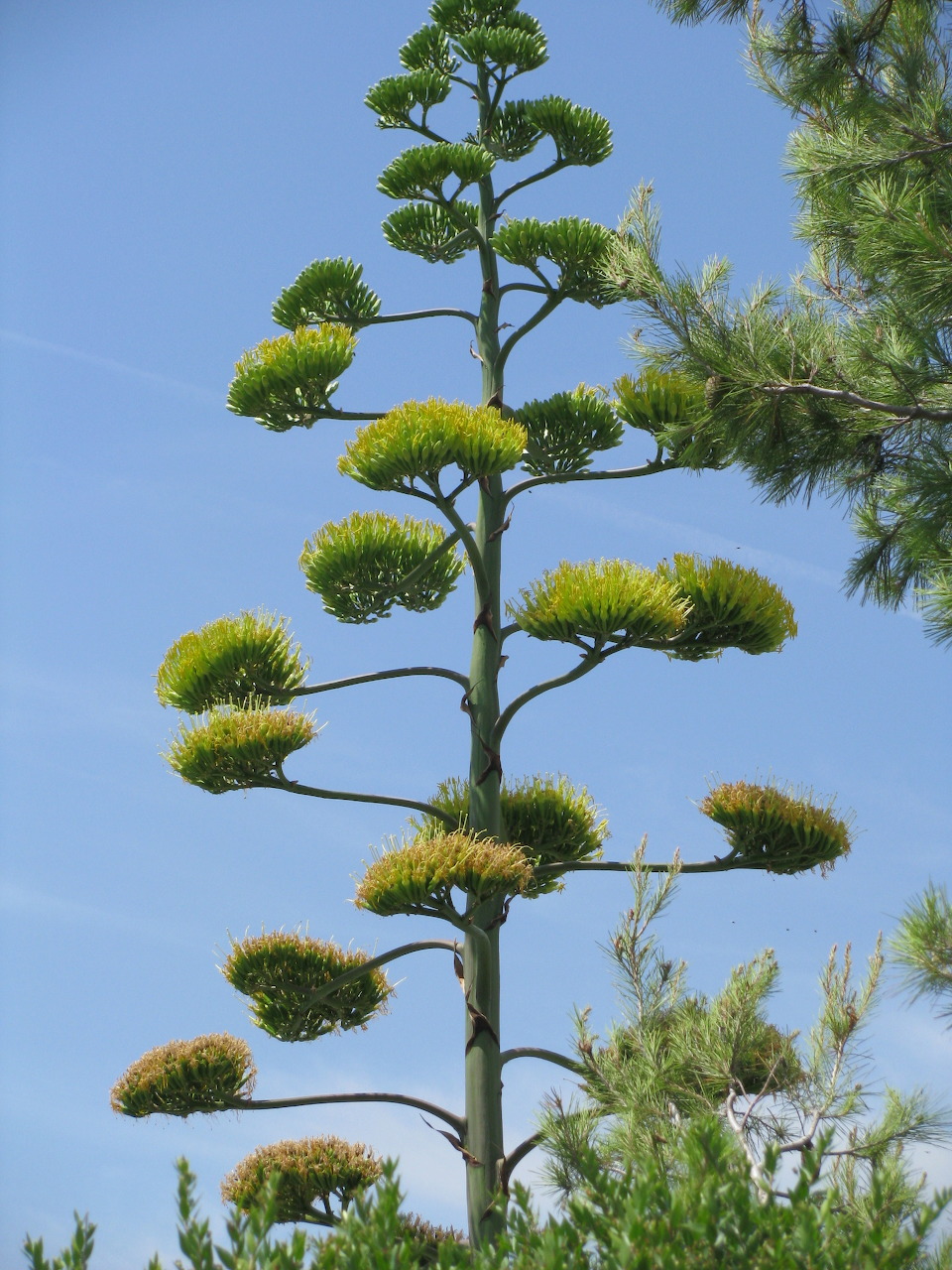 Tall sculptural tree against a clear blue sky with green branches nearby