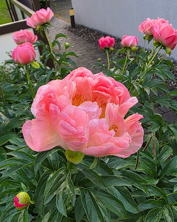 Close-up of a coral-pink peony flower with ruffled petals and yellow center in a garden setting