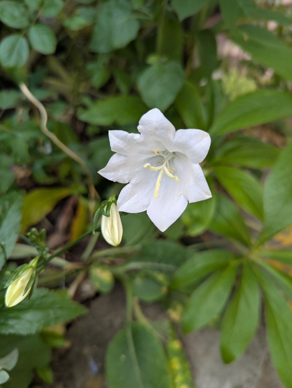 Close-up of a white balloon flower with green leaves in the background