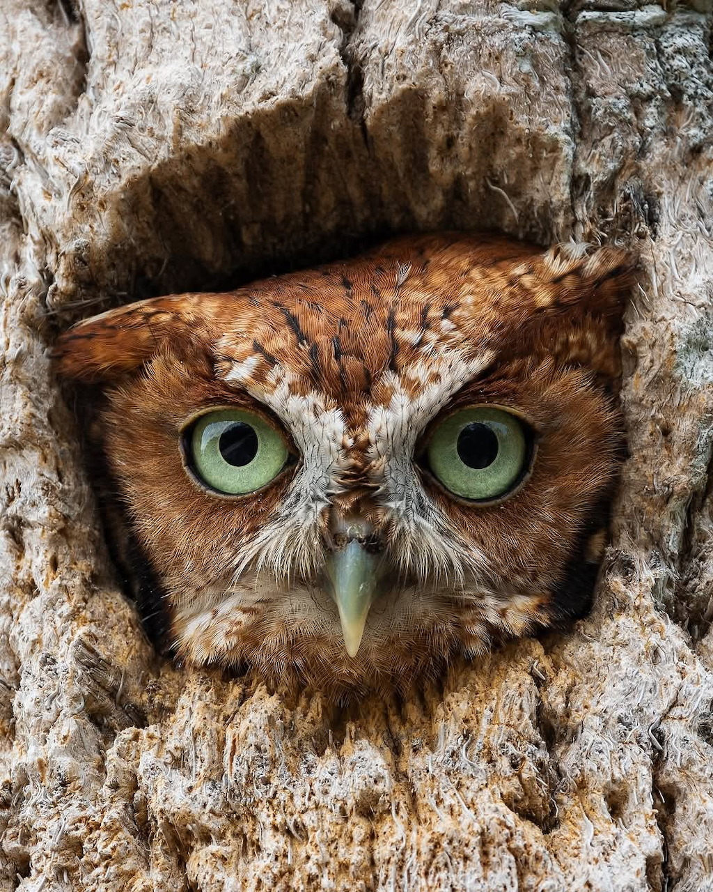 Brown owl with green eyes looking out from a hollow in a tree trunk