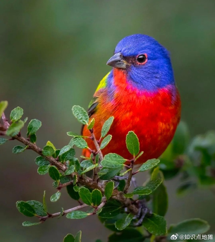Colorful painted bunting perched on a leafy branch with a blurred green background