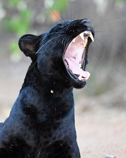 Black Panther Roaring