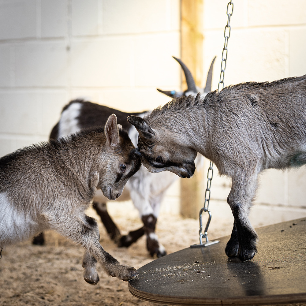 Two pygmy goats playfully butting heads indoors on a platform
