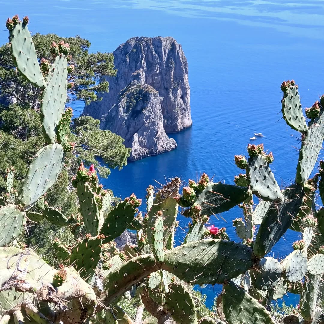 Rocky sea stacks off Capri coast viewed through prickly pear cactus frame with blue ocean water