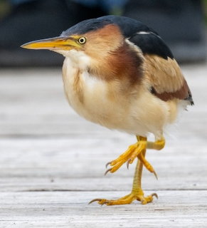 Small least bittern heron with yellow legs standing on wooden deck