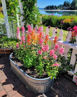 Colorful snapdragons in wooden barrel planters on a deck with ocean view