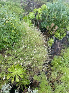 Overhead view of a lush tropical garden with suculents, grasses, and small white wildflowers