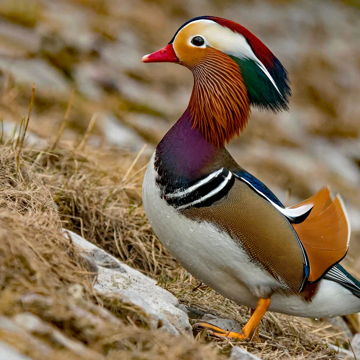 Mandarin duck
