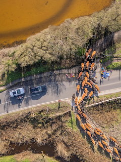 Aerial photo of cows crossing a country road with cars stopped and marshland nearby