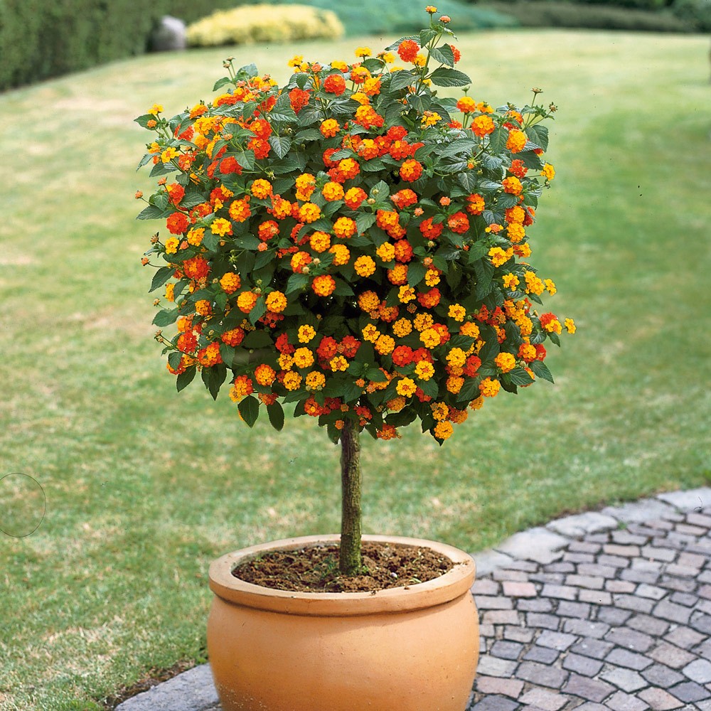 Potted flowering topiary with orange and yellow blooms on a grassy lawn near a stone path
