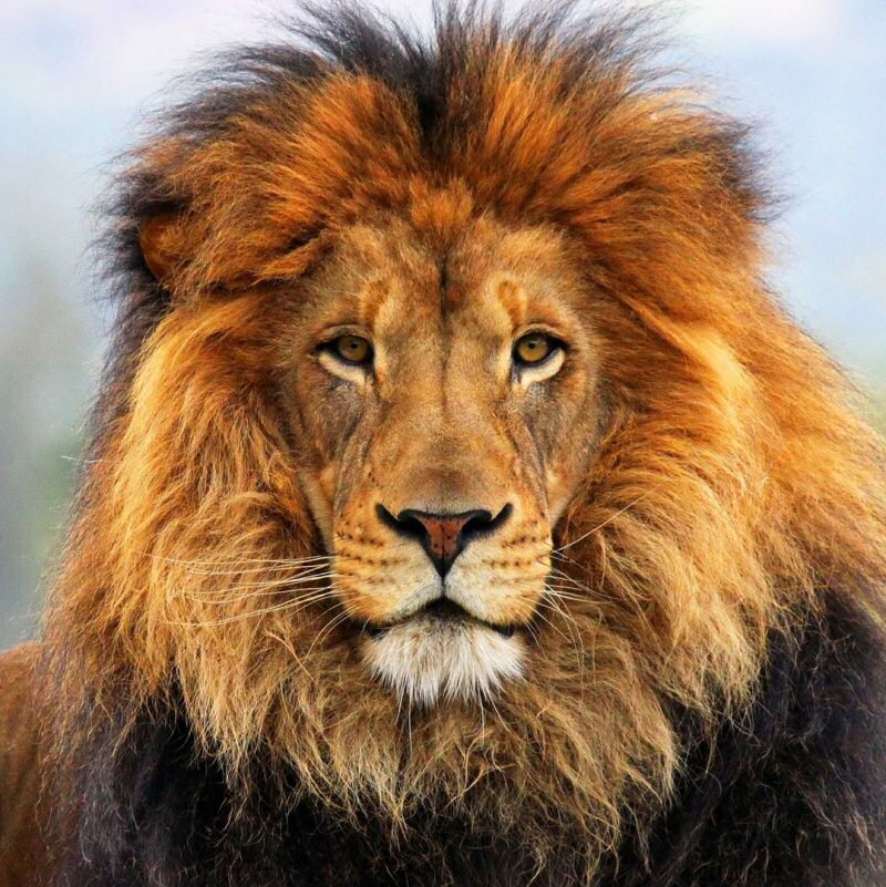 Male Lion Portrait