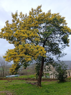 Mimosa Tree in Blossom