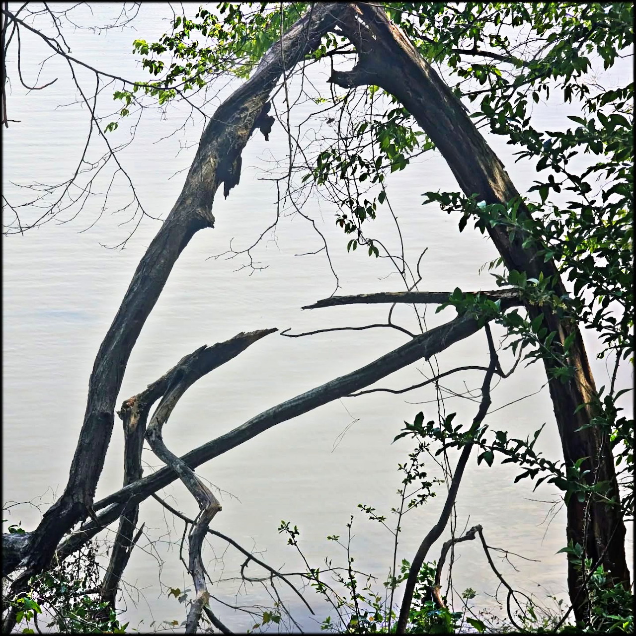 Arching broken tree branches over calm water with sparse green leaves
