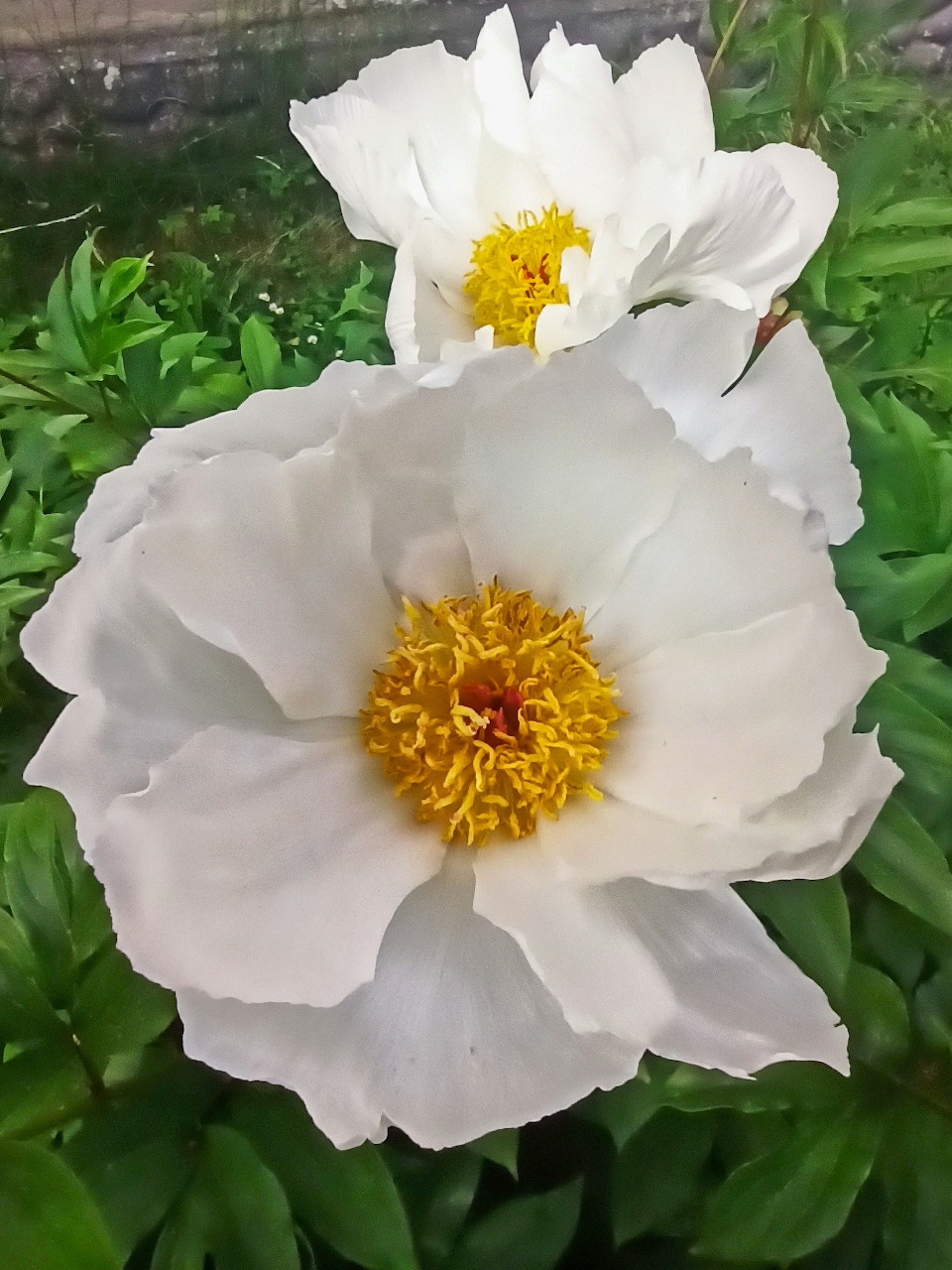 White Peony Blooms