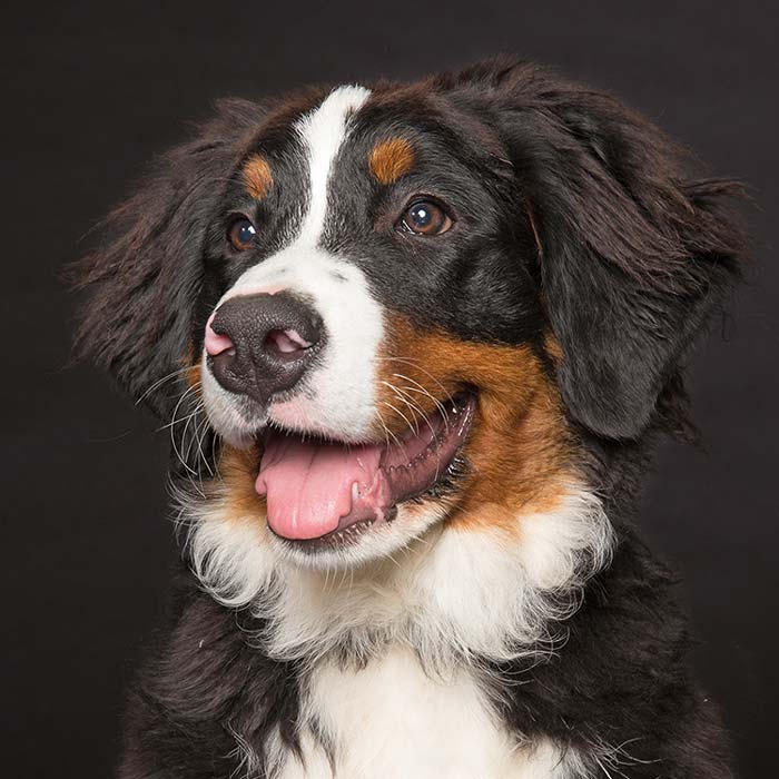 Bernese Mountain Dog Portrait