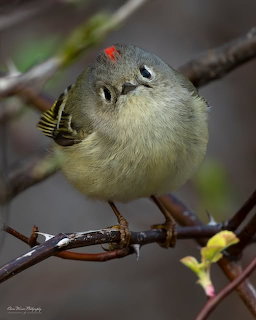 Ruby-crowned kinglet with red crown perched on branch