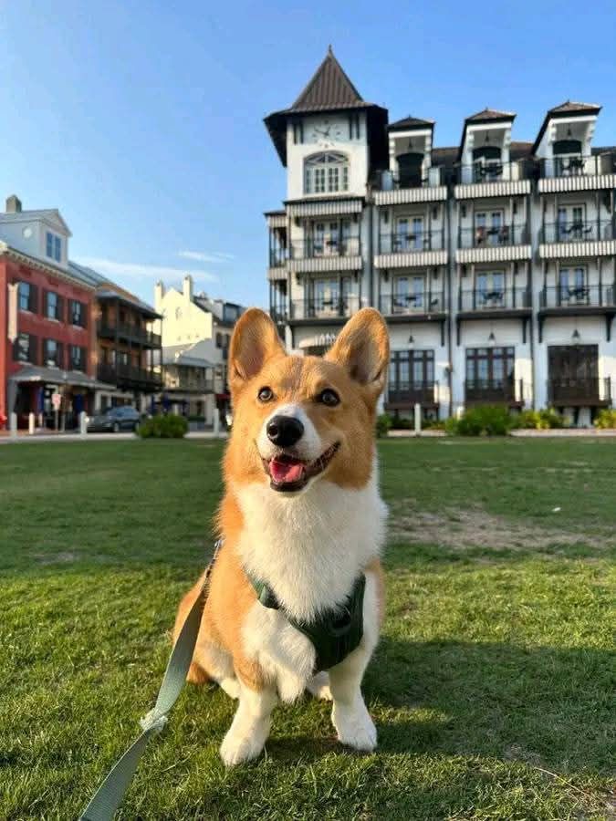 Corgi dog standing on grass with a large building behind it