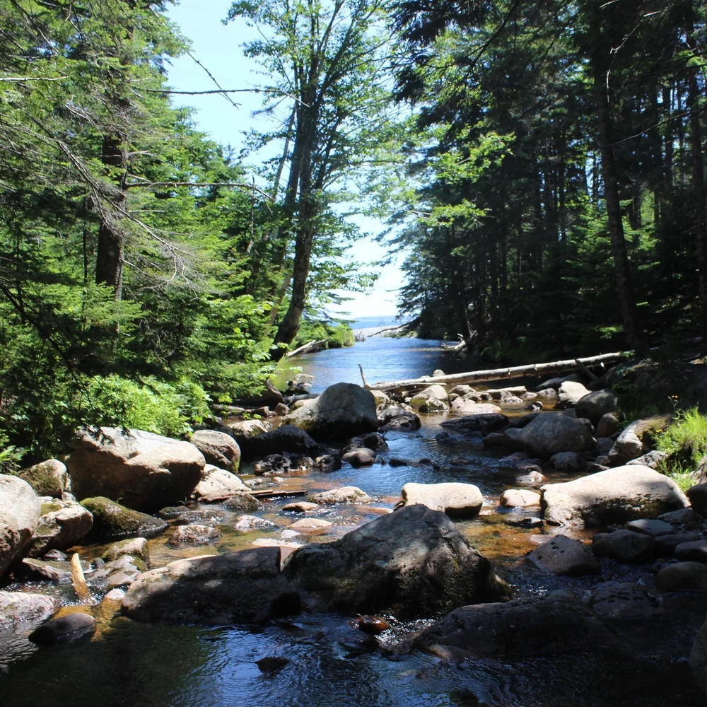 Rocky forest stream with tall trees, boulders, and distant blue water