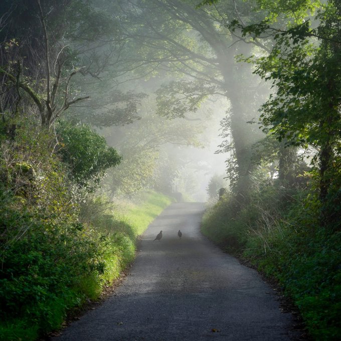 Misty tree-lined country lane with green hedgerows and soft morning light