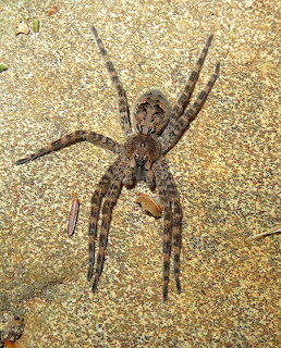 Large fishing spider with mottled brown markings on a grainy rock surface