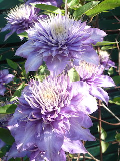 Purple Clematis Flowers
