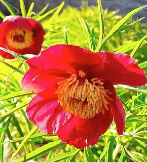 Close-up of bright red peony flowers with orange-yellow stamens surrounded by green leaves
