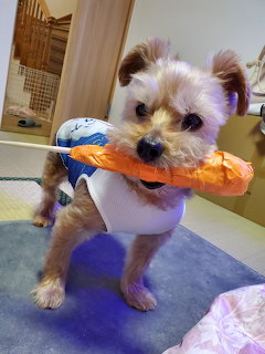 Small fluffy dog wearing white shirt holding orange toy indoors