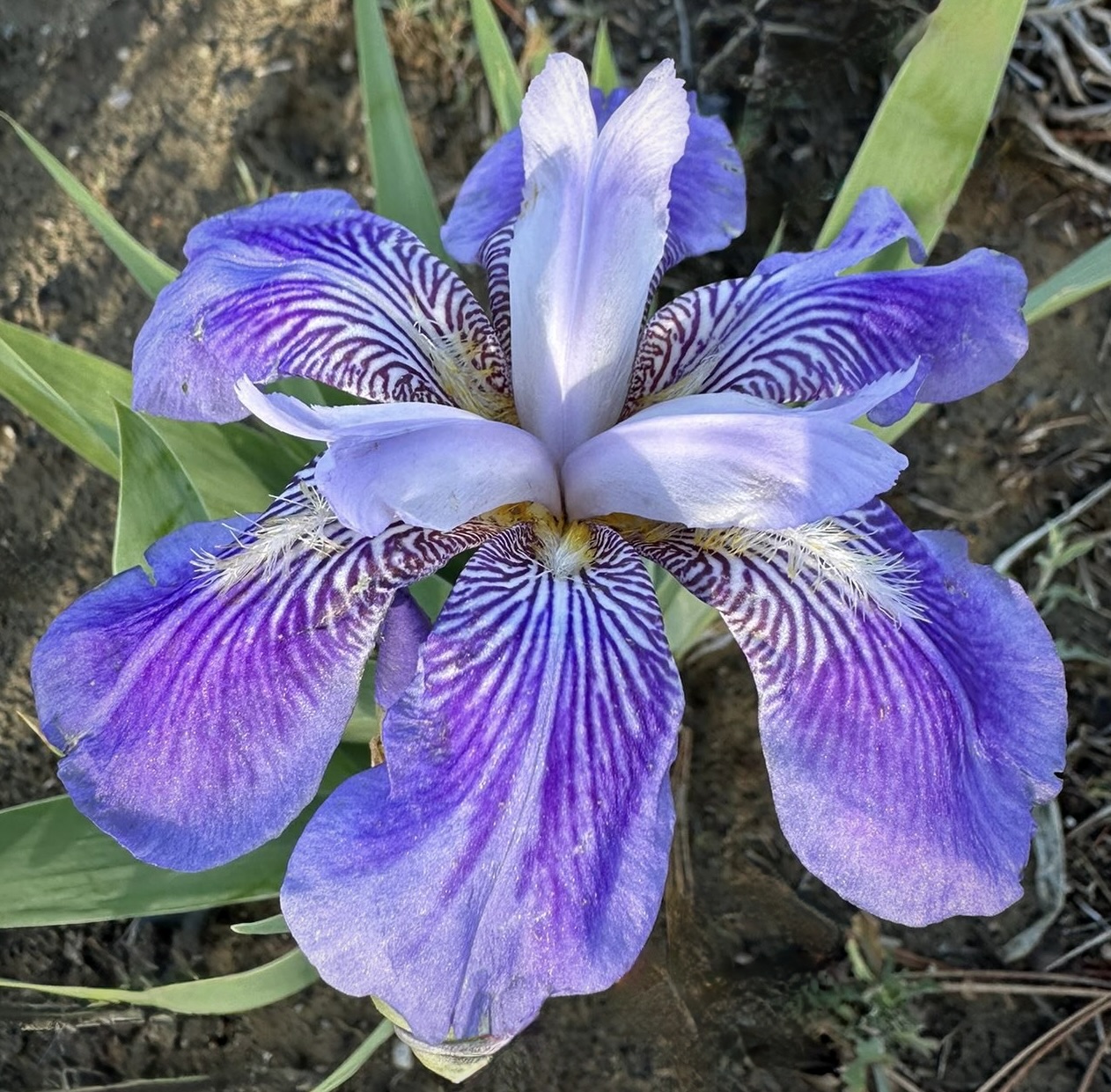 Purple Iris Flower
