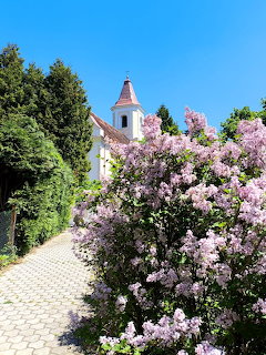 Pink lilac bushes beside a path with a white church tower and blue sky