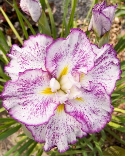 Purple White Iris Flower