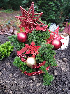 Miniature Christmas Tree Outdoors