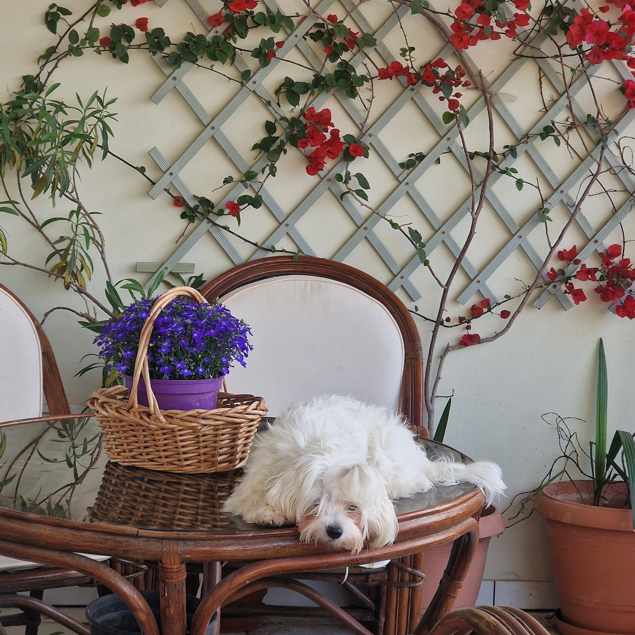 Fluffy white dog sleeping on a wooden chair next to purple flowers and a lattice with red blossoms