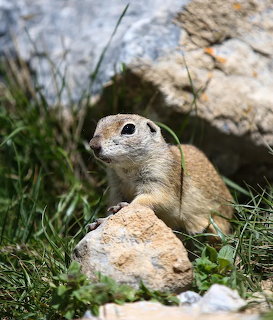 Ground squirrel standing behind a rock surrounded by grass and large boulders