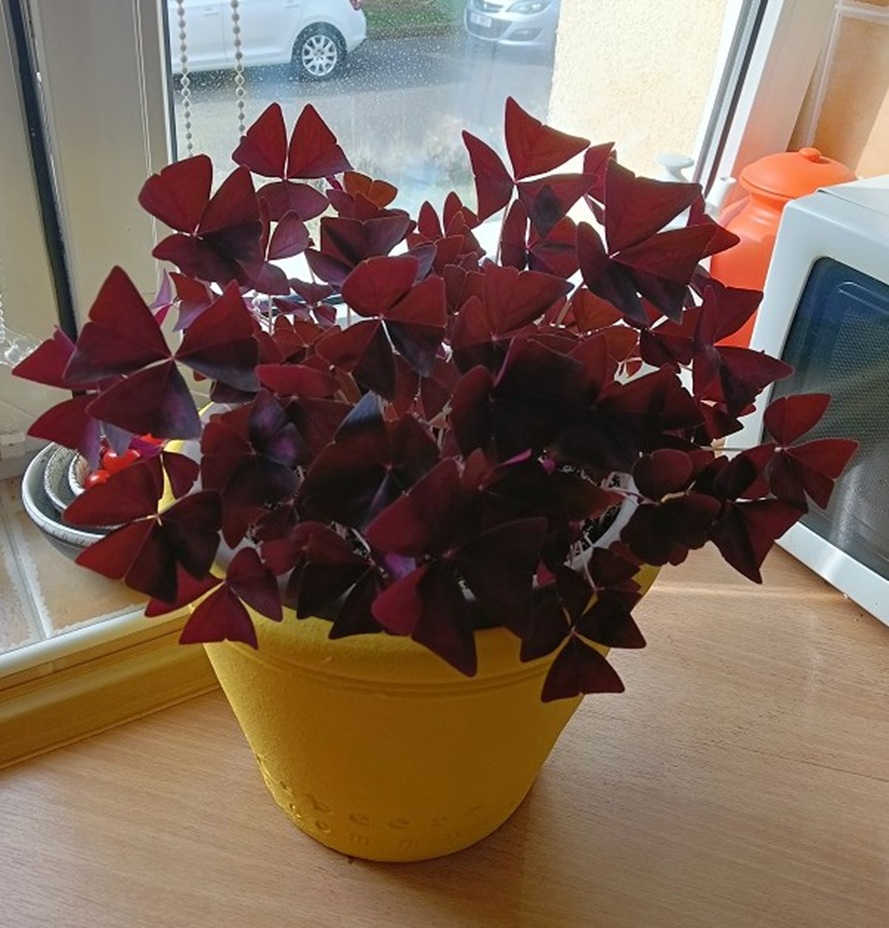 Purple oxalis plant in a yellow pot on an indoor windowsill