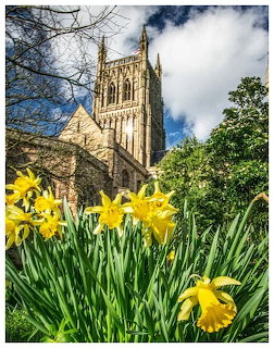 Yellow daffodils in foreground with Worcester Cathedral tower against a cloudy blue sky