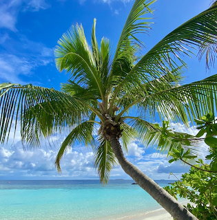 Palm tree over turquoise ocean water on tropical beach with blue sky