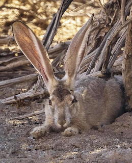 Jackrabbit with large ears sitting in sandy desert ground beneath palm fronds