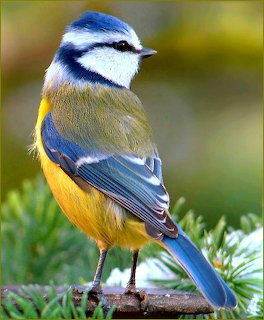 Blue tit bird with vibrant blue, yellow and white feathers perched on a pine branch