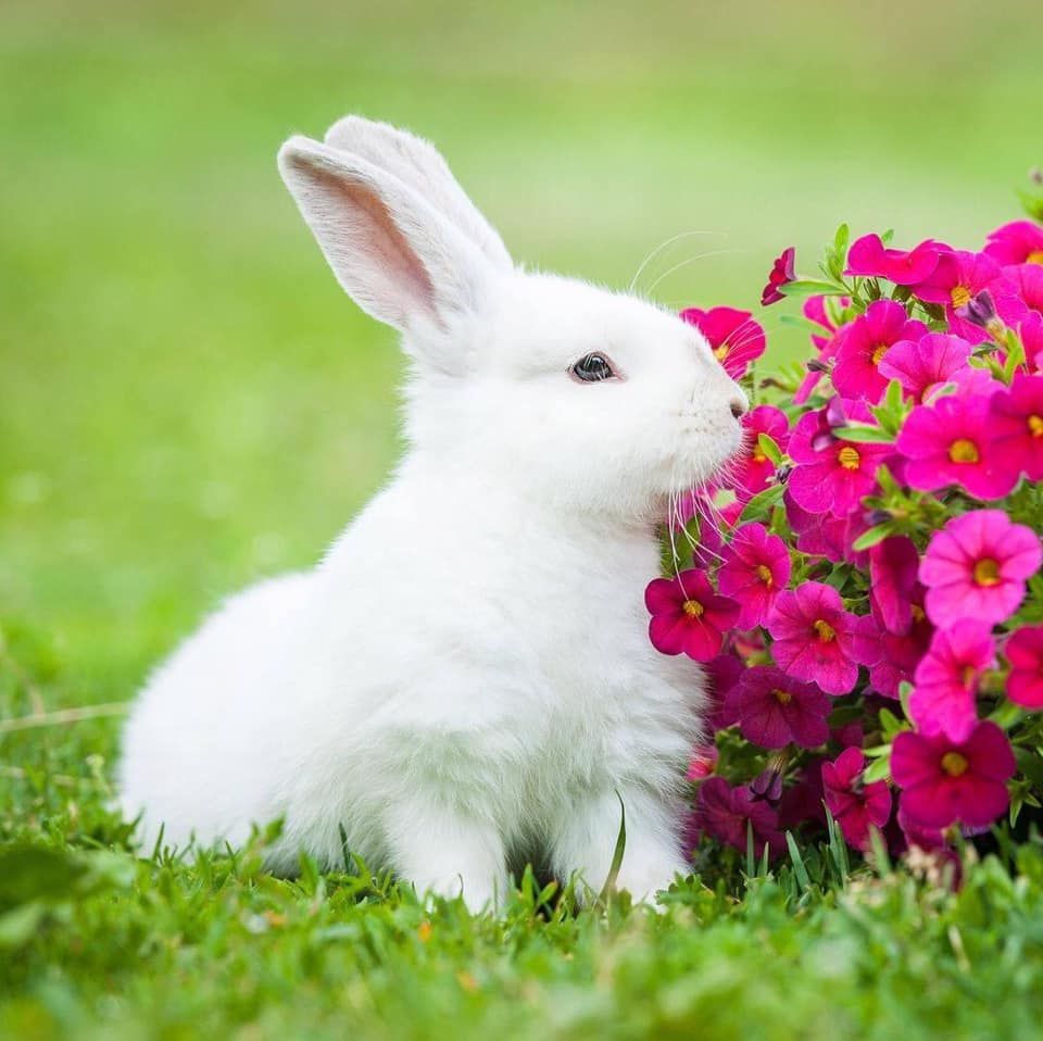 White Rabbit with Pink Petunias
