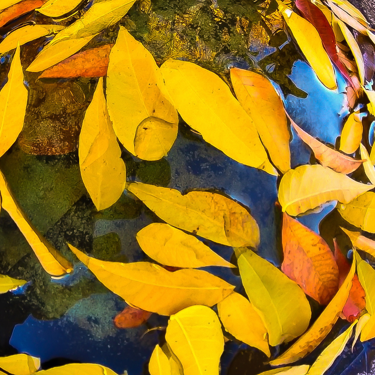 Yellow leaves floating on dark water with blue reflections and orange accents