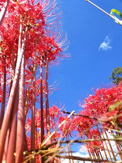 Red spider lilies viewed from below against a bright blue sky