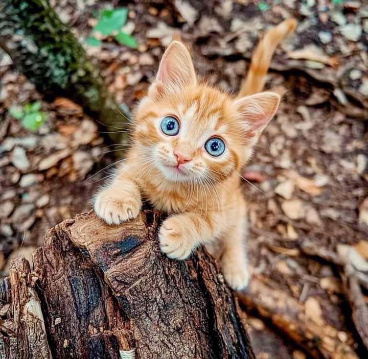 Ginger kitten with blue eyes standing on a tree stump outdoors