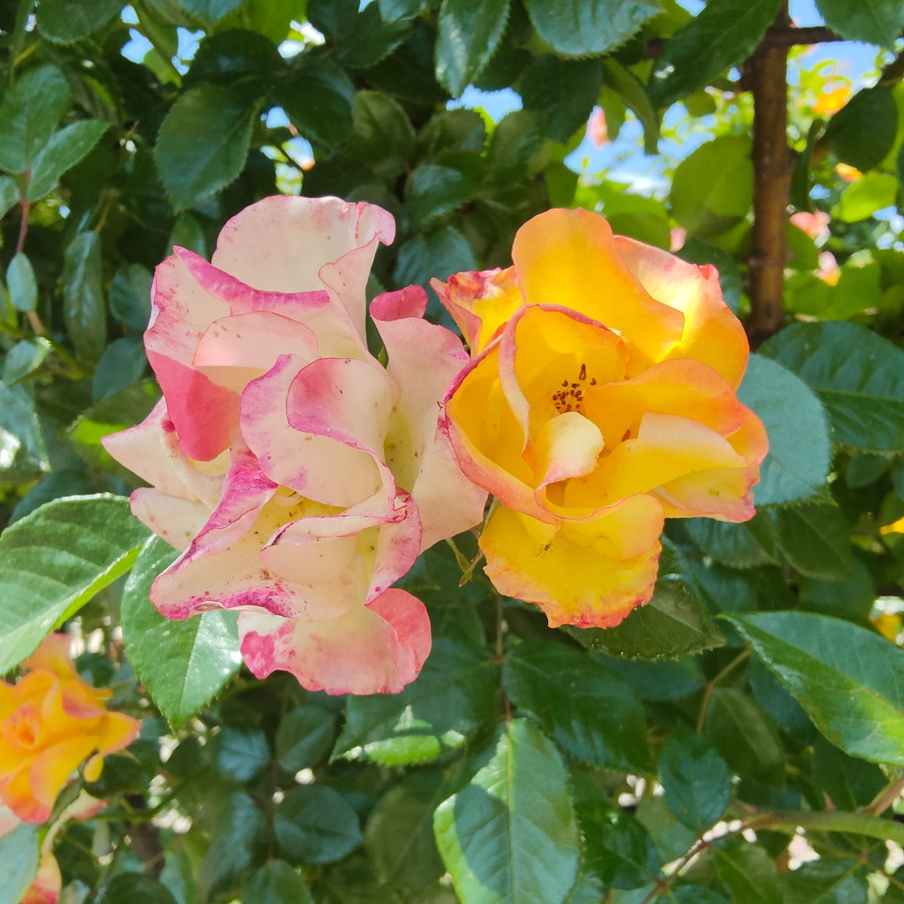 Pink-edged white rose and yellow-orange rose bloming among green leaves with blue sky